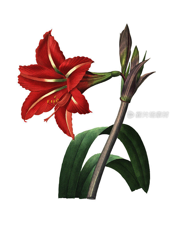 巴西amaryllis | Redoute花卉插图